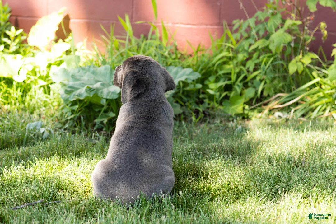 Cane Corso dogs for sale: Millie  - Ad 5