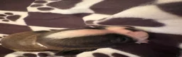 Boston Terrier dogs for sale: Happy-Brindle & white - Ad 2