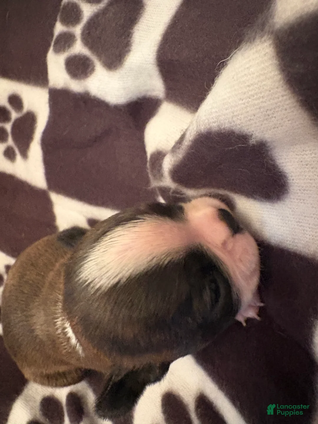 Boston Terrier dogs for sale: Happy-Brindle & white - Ad 2