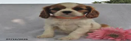 Cavalier King Charles Spaniel dogs for sale: Sally  - Ad 2