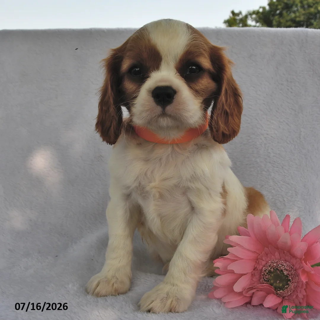 Cavalier King Charles Spaniel dogs for sale: Sally  - Ad 2