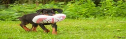 Doberman Pinscher dogs for sale: Malcolm - Ad 4