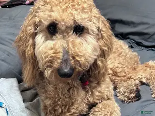 Double Doodle dogs Blade - Ad 2