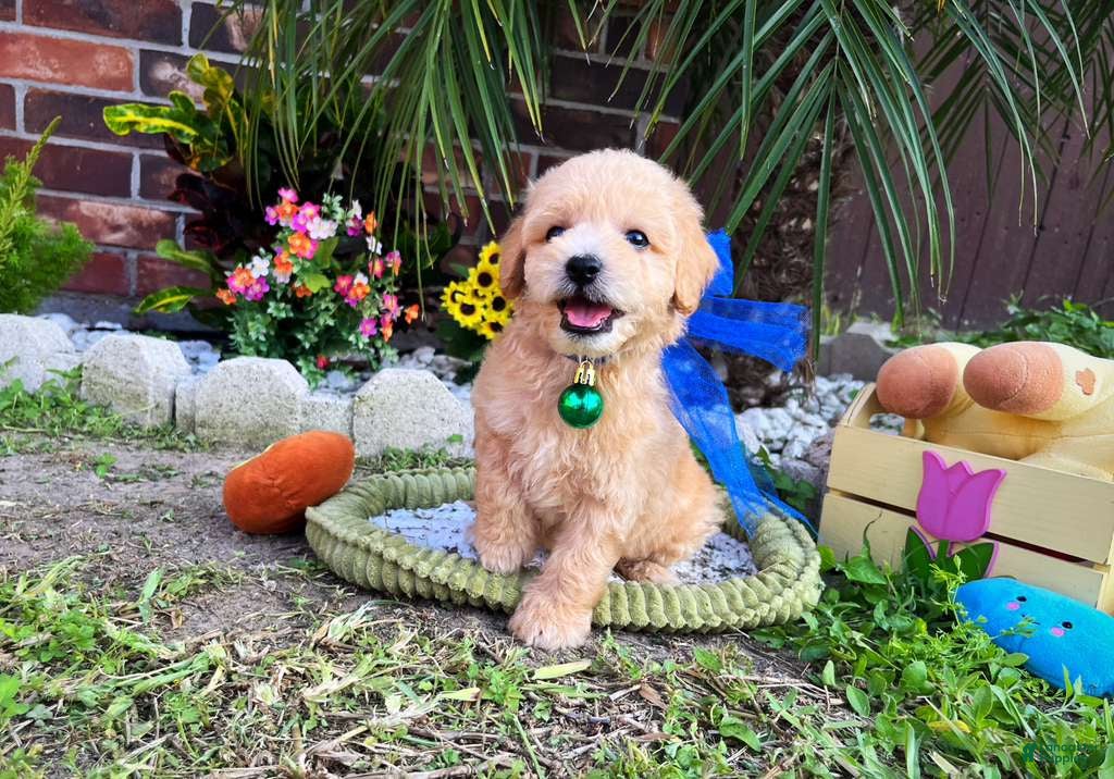 Maltipoo dogs for sale: Gucci - Ad 2