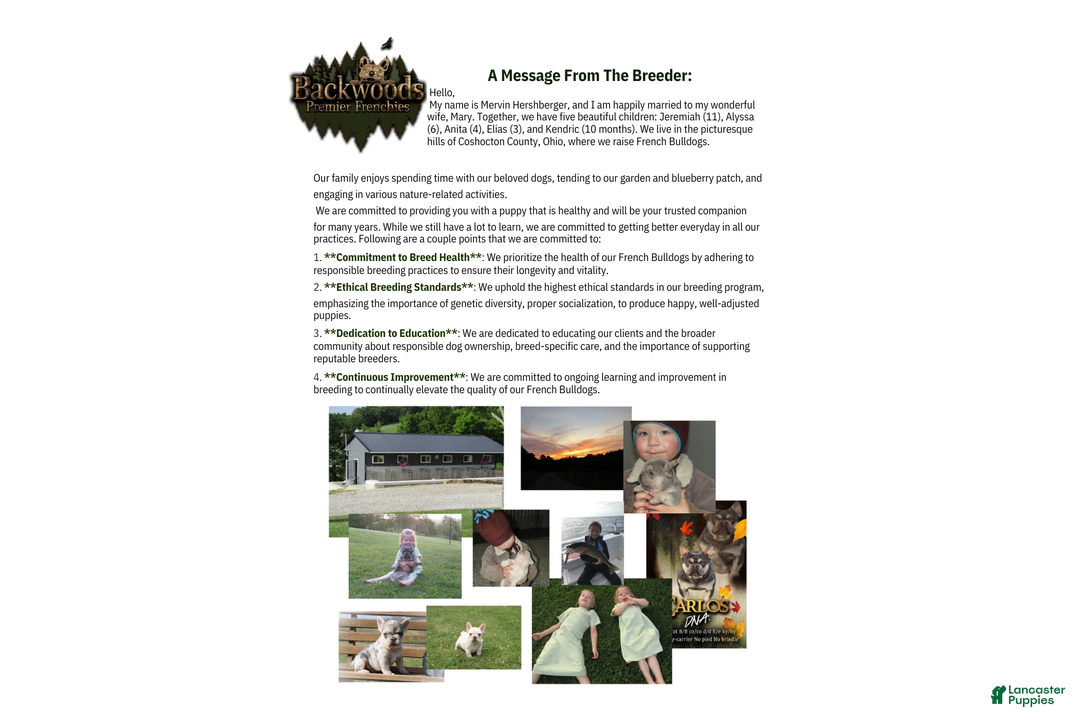 French Bulldog dogs for sale: Lucy - Ad 9