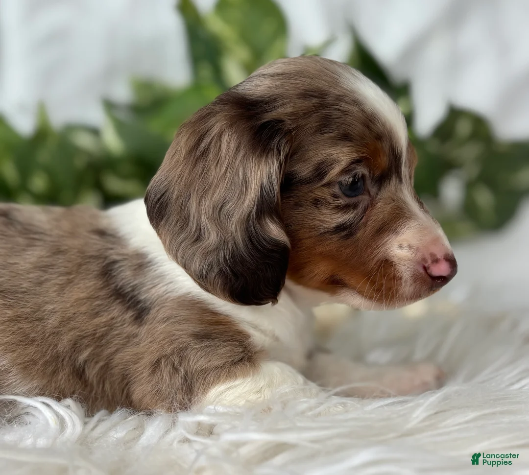 Miniature Dachshund dogs for sale: Special Baby Miniature Dachshund  - Ad 7