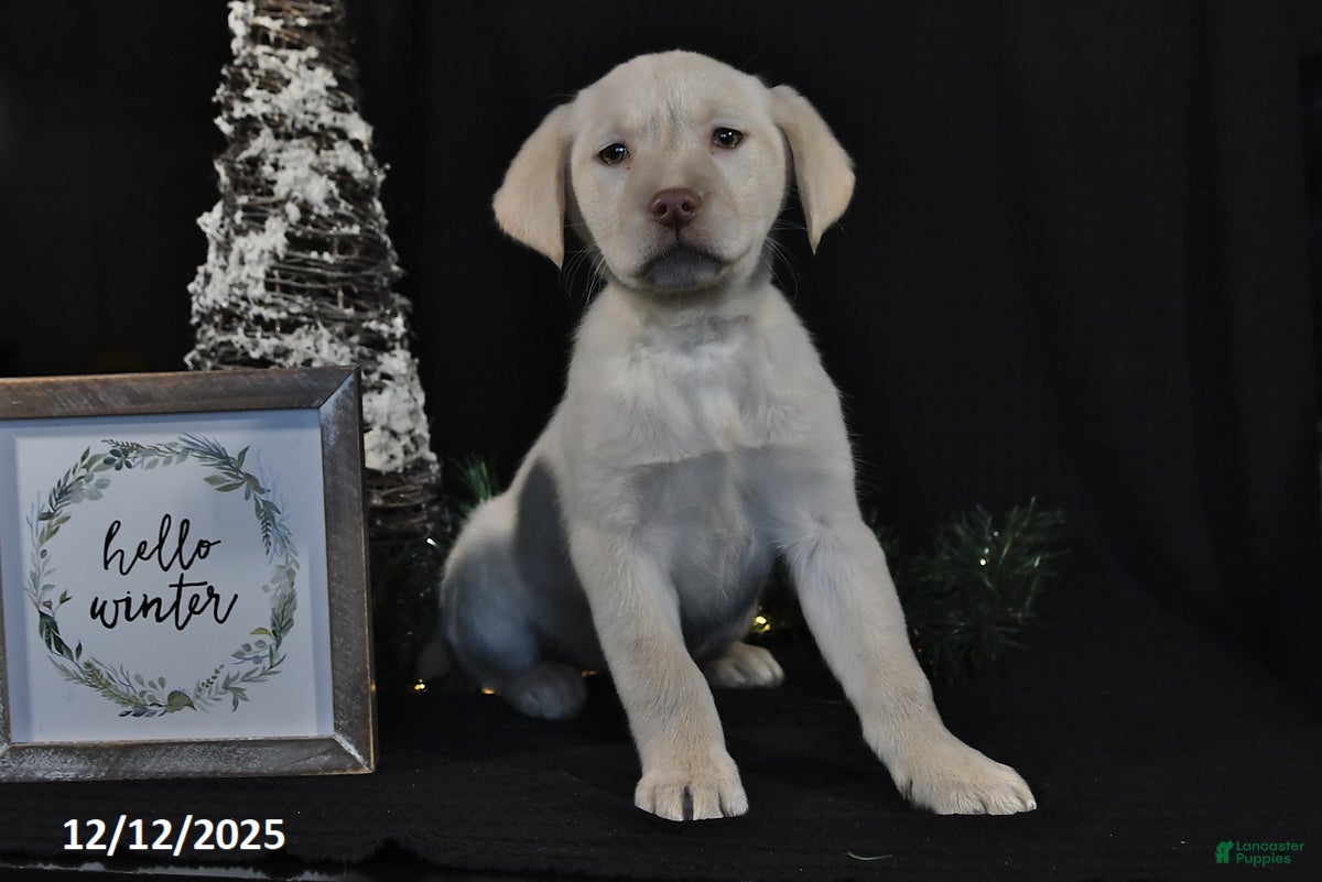 Labrador Retriever dogs Renee - Ad 42