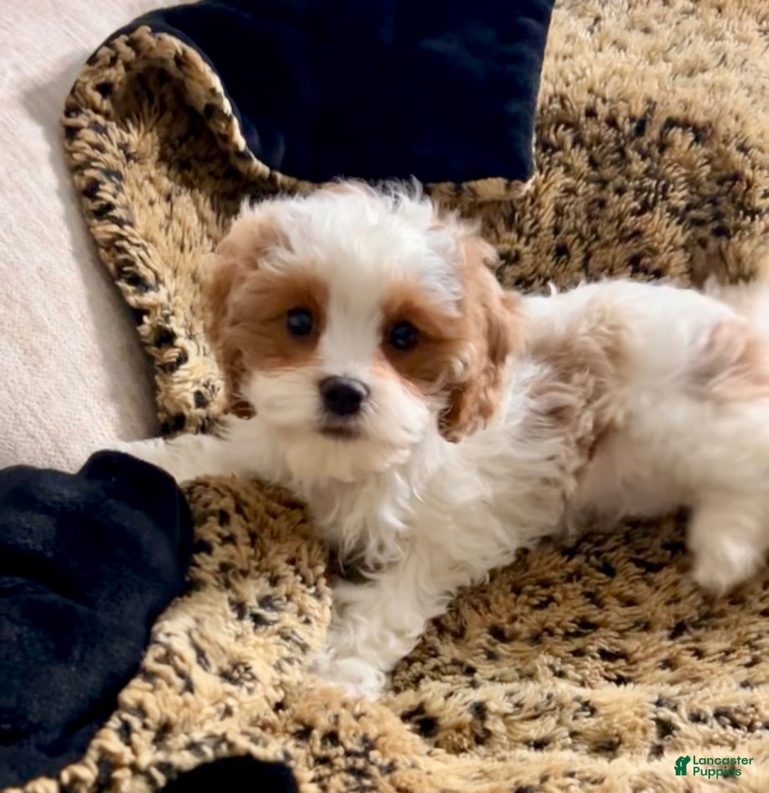Cavapoo dogs for sale: Penelope - Ad 1