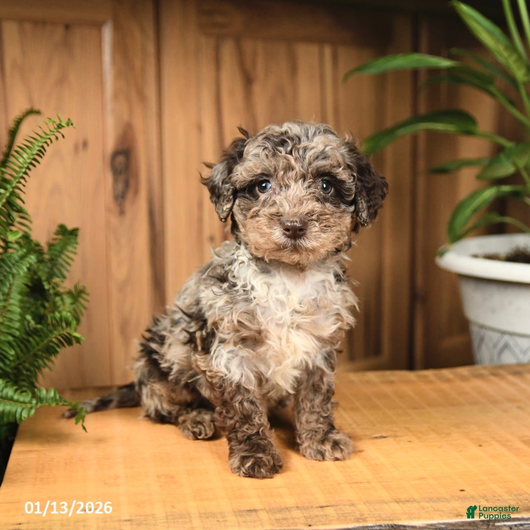 Miniature Poodle dogs for sale: Anthony - Ad 4