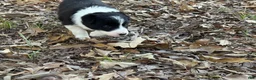 Border Collie dogs for sale: Sage - Ad 5