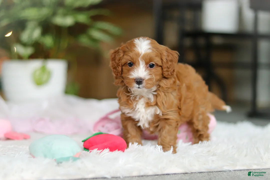 Cavapoo dogs for sale: Maya - Ad 6
