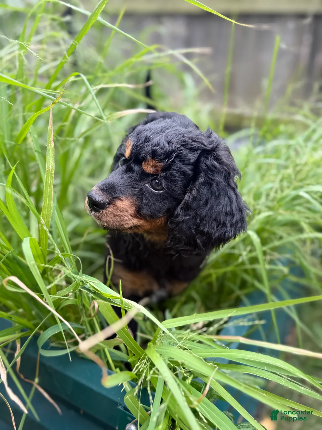 Mixed Breed dogs for sale: Stripe - Ad 2