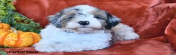 Aussiedoodle dogs for sale: Amos  - Ad 2