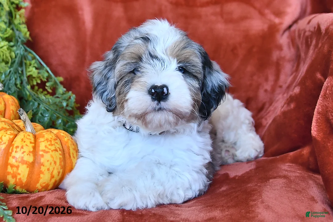 Aussiedoodle dogs for sale: Amos  - Ad 2