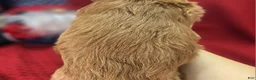 Cavapoo dogs for sale: Grub - Ad 22