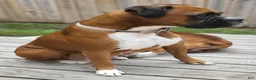 Boxer dogs for sale: DAYELA - Ad 13