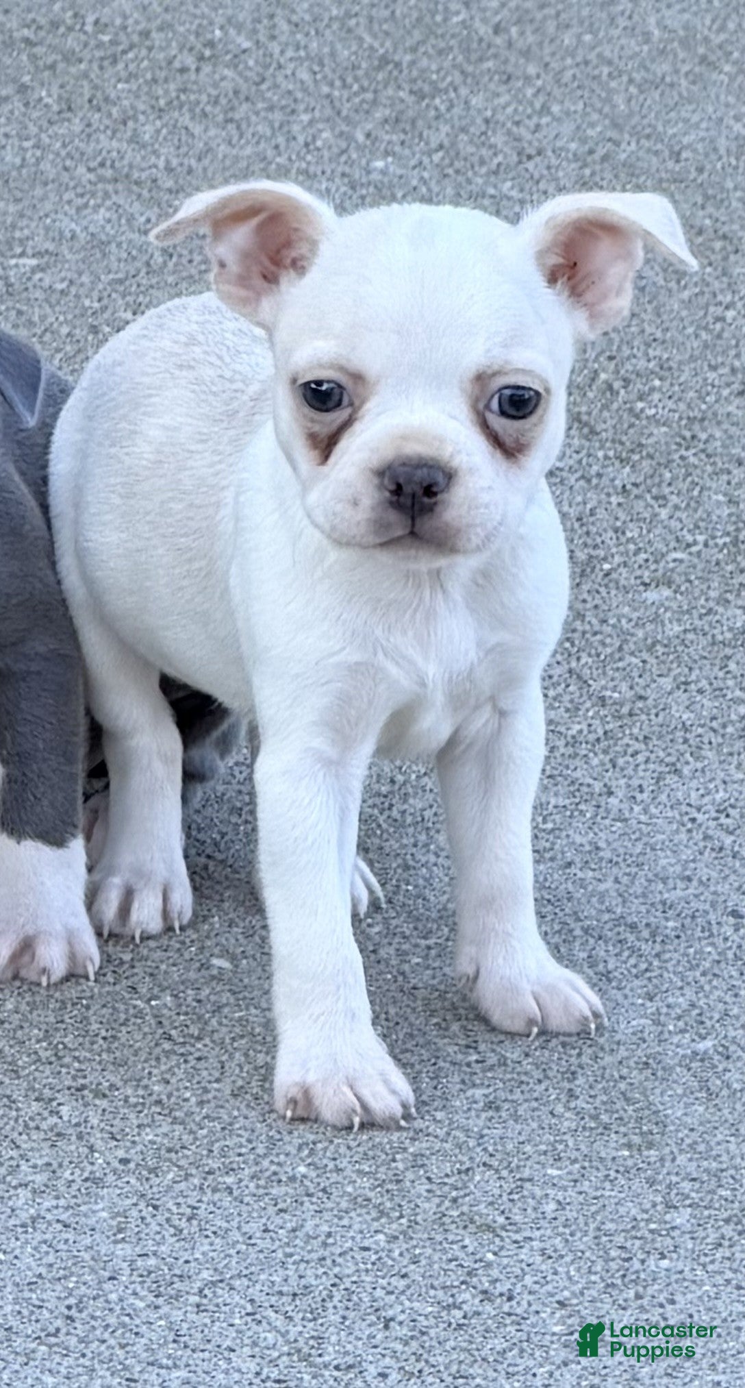 Boston Terrier dogs Leo - Ad 2