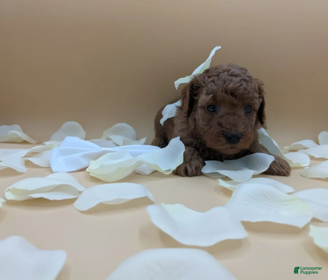 Toy Poodle dogs for sale: Olivia 🤍 - Ad 7