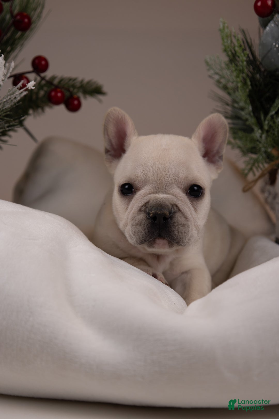 French Bulldog dogs for sale: Bluey - Ad 18