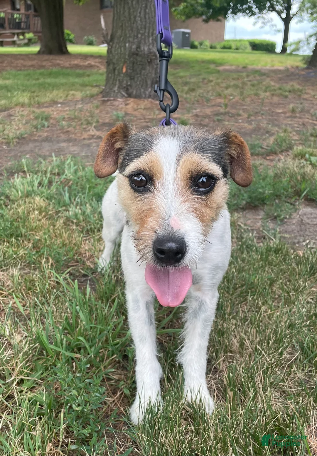 Gallery Image {{count}}