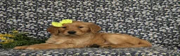 Golden Retriever dogs for sale: Nellie AKC Registered - Ad 6