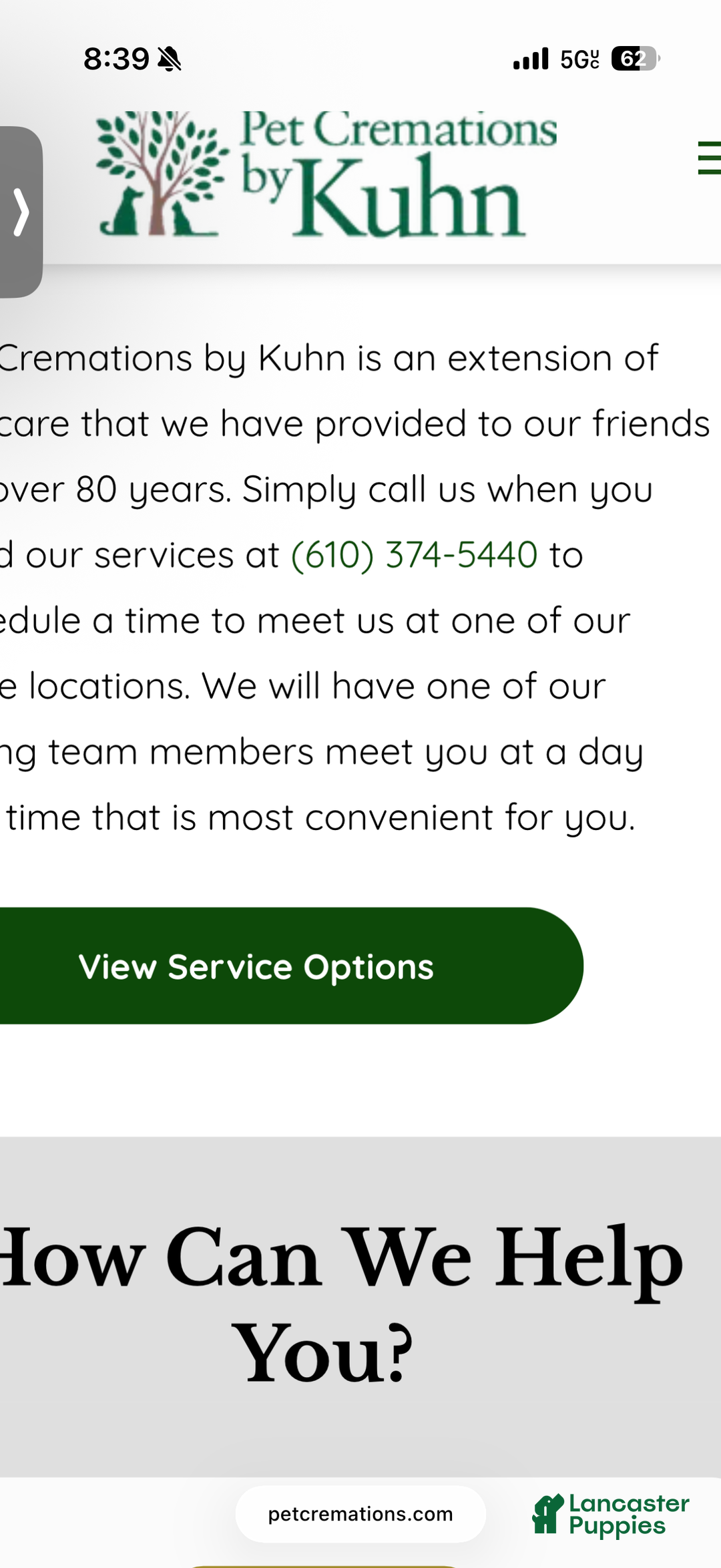 American Bully dogs for sale: American Bully Puppy 1 - Ad 5