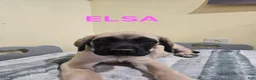 English Mastiff dogs for sale: English Mastiff Puppy 1 - Ad 2