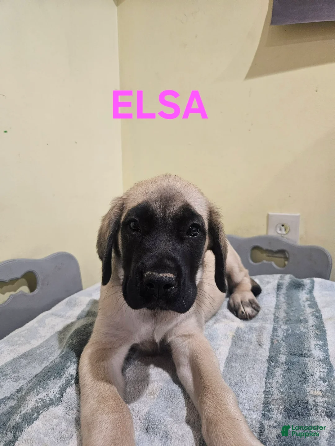 English Mastiff dogs for sale: English Mastiff Puppy 1 - Ad 2