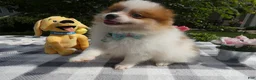 Pomeranian dogs for sale: Pomeranian 2 Drew - Ad 3