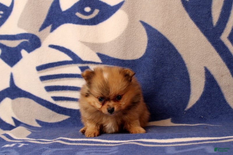 Pomeranian dogs Gianna - Ad 1