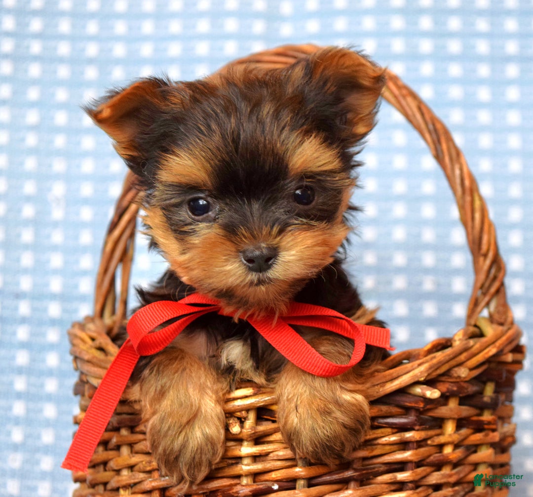 Yorkshire Terrier dogs for sale: Cooper - Ad 7