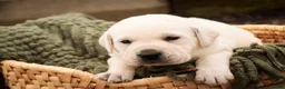 Labrador Retriever dogs for sale: Shadow - Ad 2