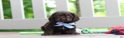 Cocker Spaniel dogs for sale: Charlie - Ad 1
