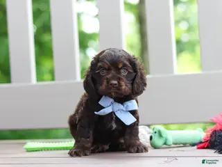 Cocker Spaniel dogs for sale: Charlie - Ad 4
