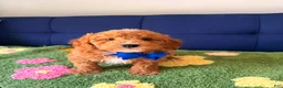 Mini Goldendoodle dogs for sale: max - Ad 2