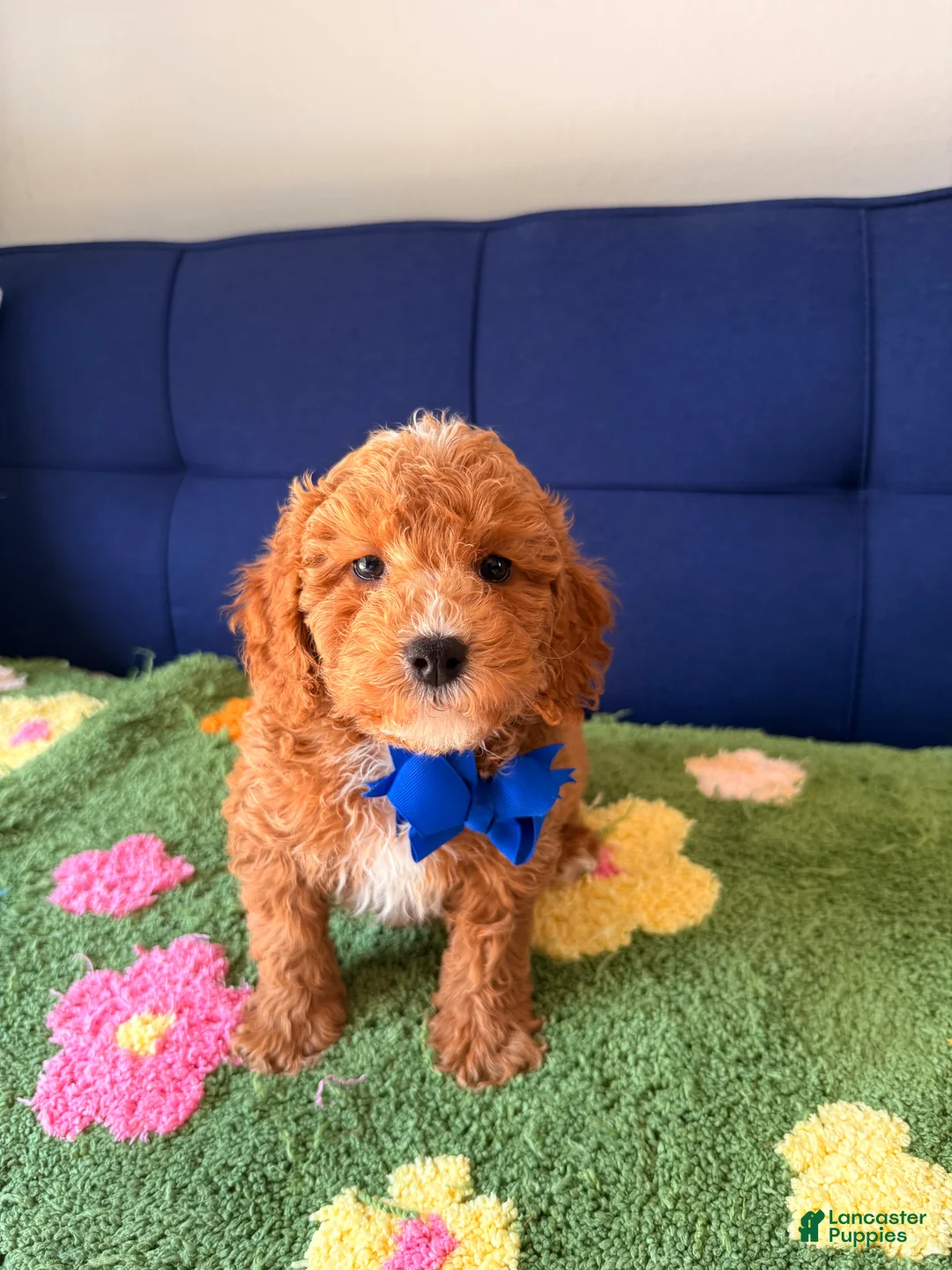 Mini Goldendoodle dogs for sale: max - Ad 2