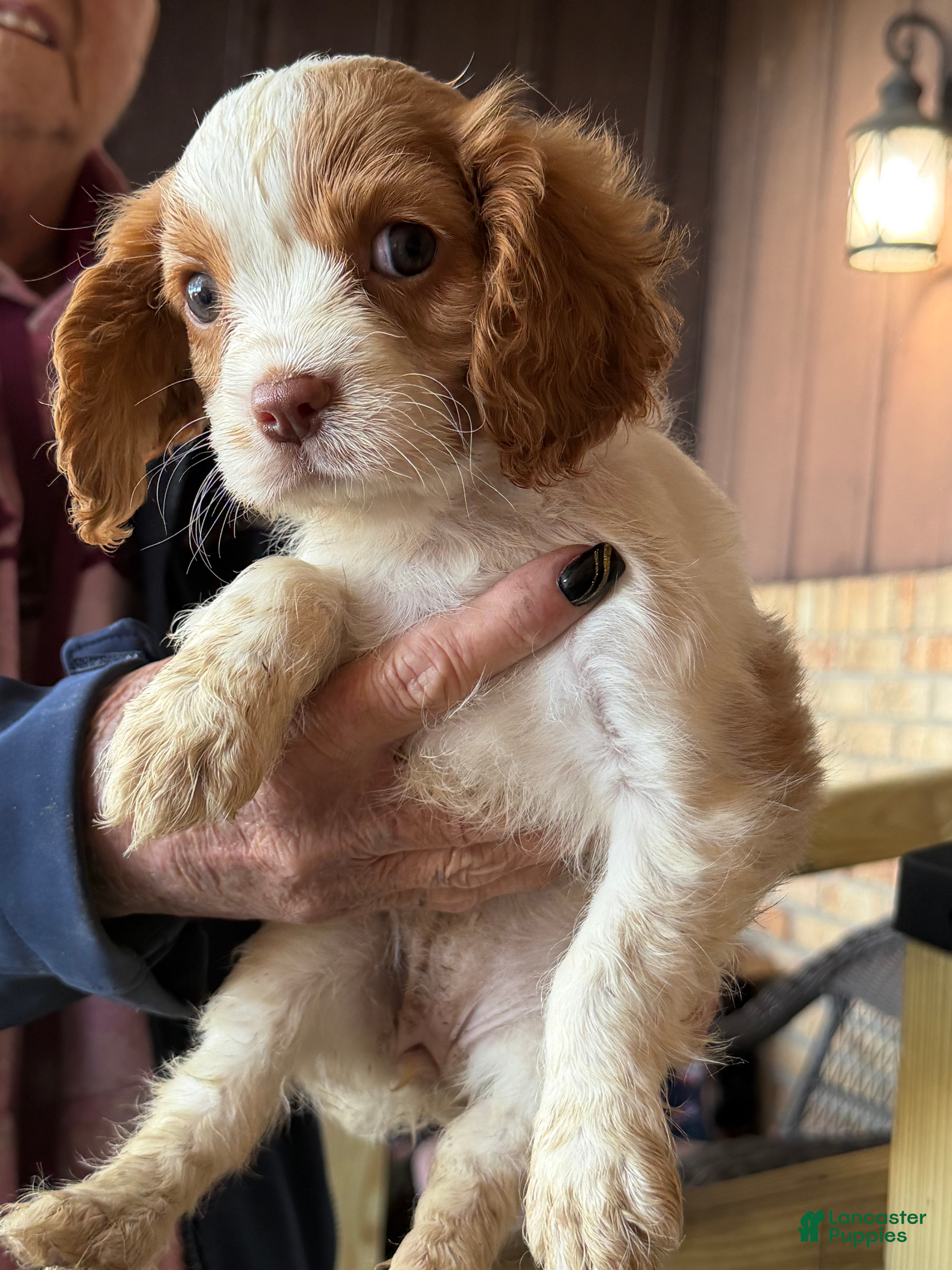 Cavalier King Charles Spaniel dogs for sale: Cavalier King Charles Spaniel 5 - Ad 3