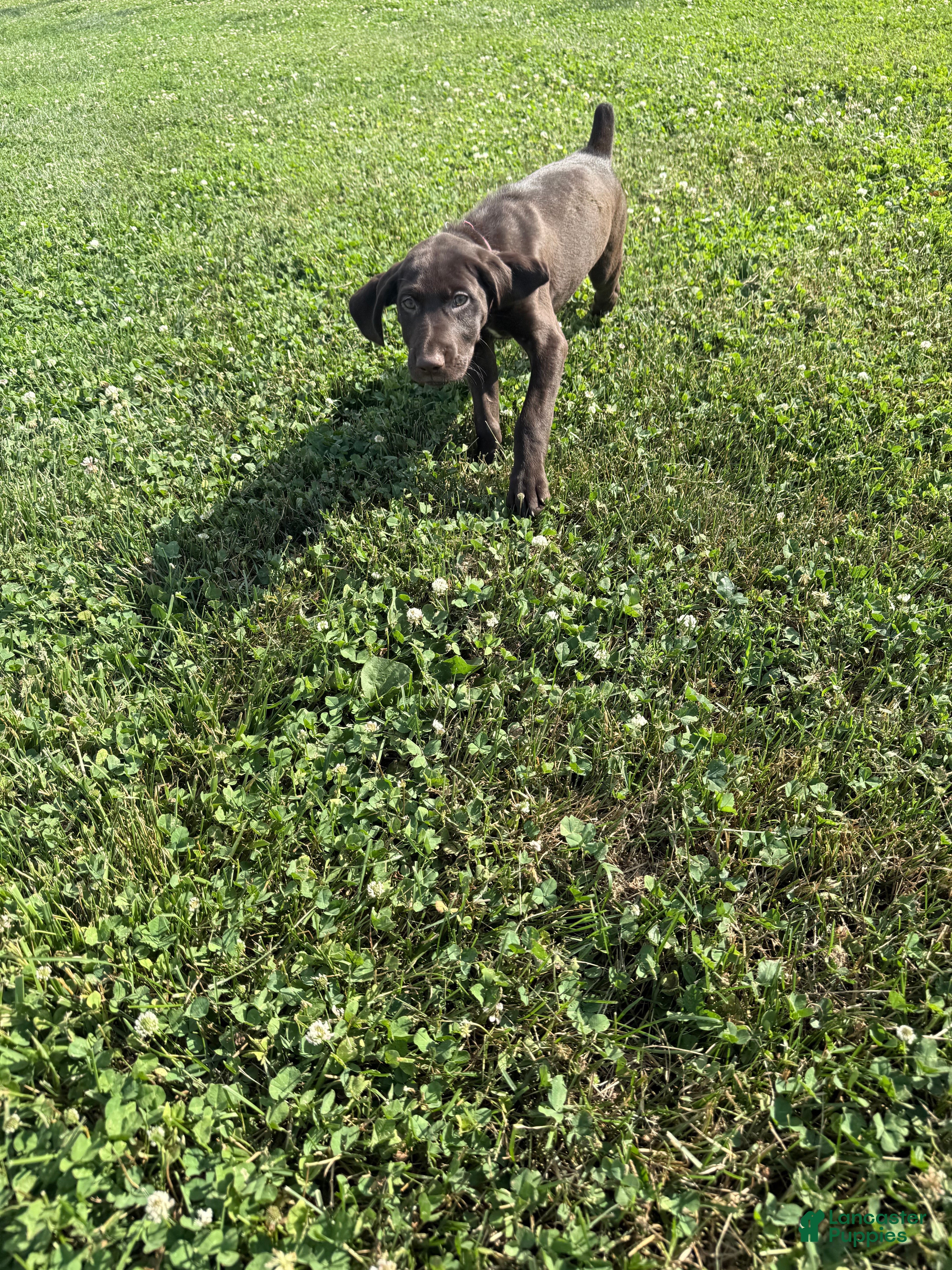 German Shorthaired Pointer dogs Riggs - Ad 41