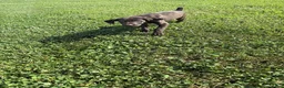 German Shorthaired Pointer dogs for sale: Riggs - Ad 1