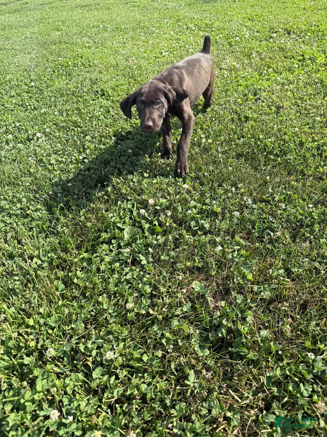 German Shorthaired Pointer dogs for sale: Riggs - Ad 1