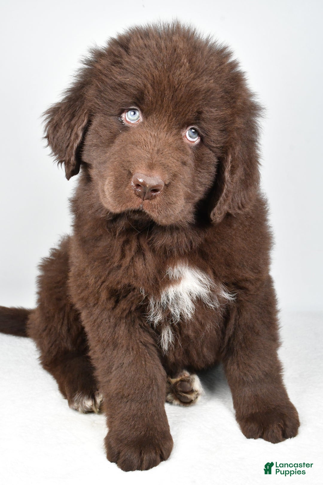 Newfoundland dogs for sale: Bear - Ad 8