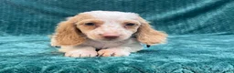 Miniature Dachshund dogs for sale: Miniature Dachshund 1 - Ad 7