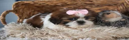 Shih Tzu dogs for sale: COOKIE - Ad 5