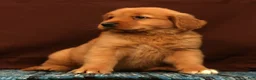 Golden Retriever dogs for sale: Grant - Ad 4