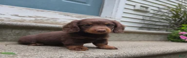 Scotch