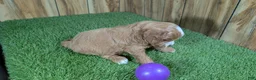 Cavapoo dogs for sale: Lizzy Girl 3 - Ad 5