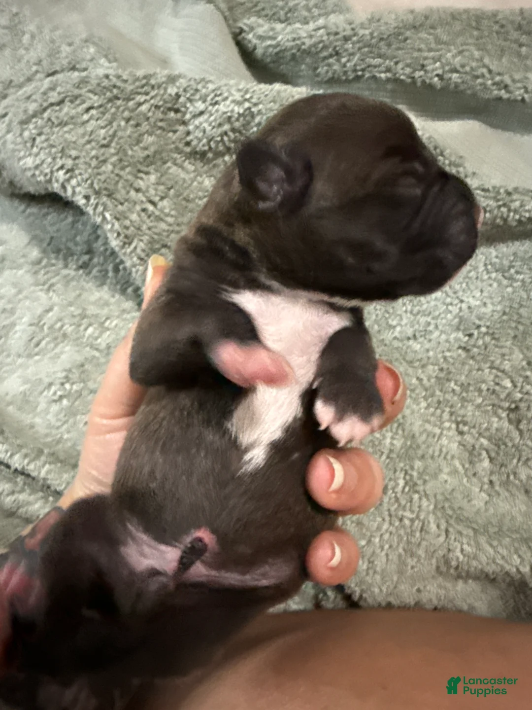 Mixed Breed dogs for sale: Poseidon - Ad 1