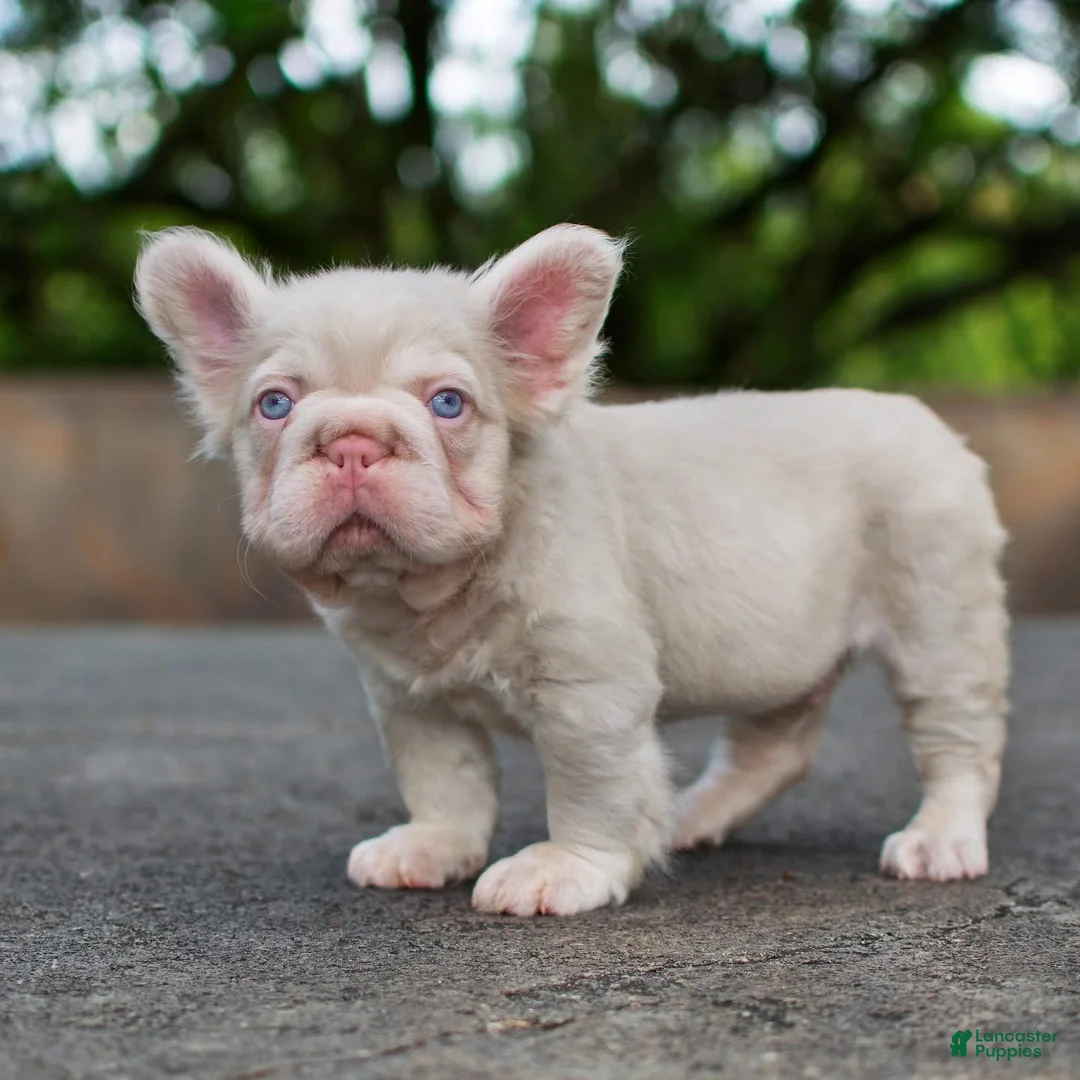 French Bulldog dogs for sale: Duke  - Ad 2