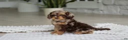 Cockapoo dogs for sale: Maverick - Ad 7