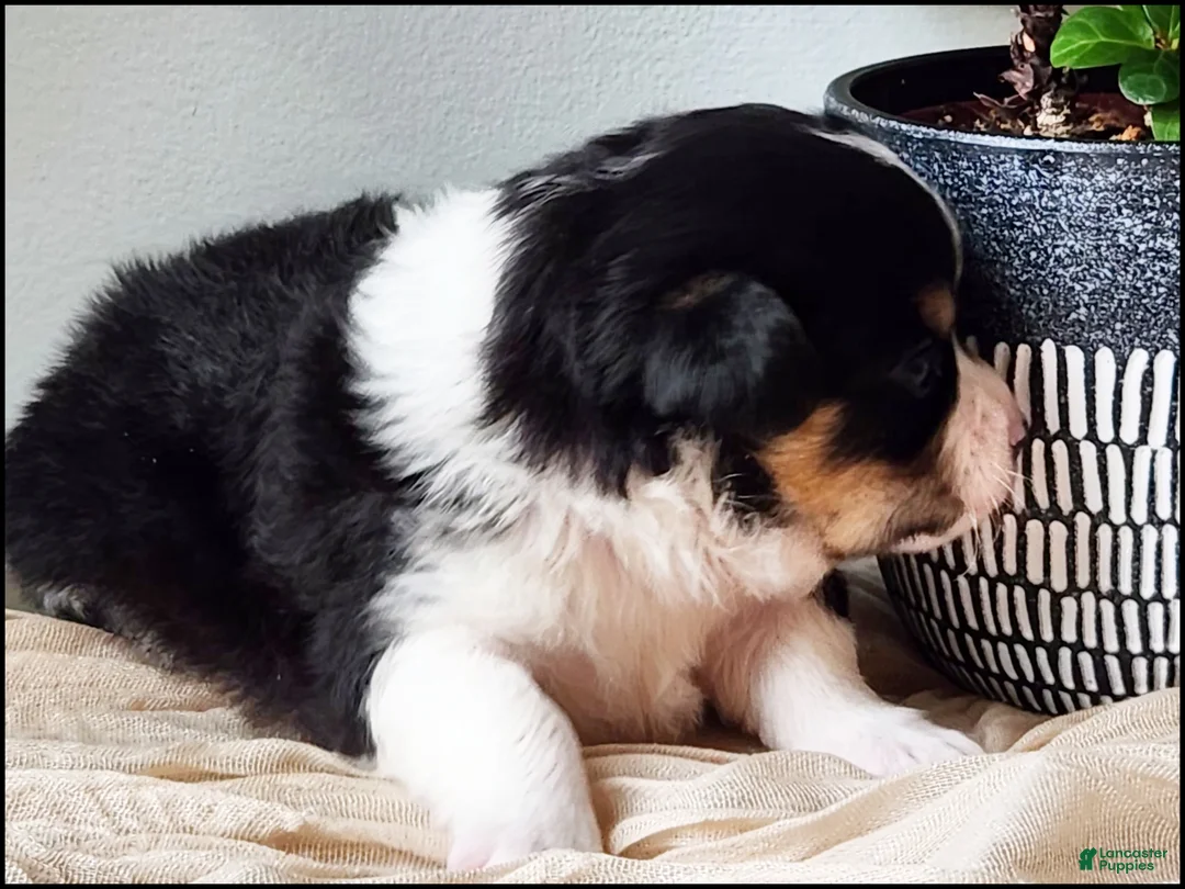 Chihuahua dogs for sale: Saab - Ad 4